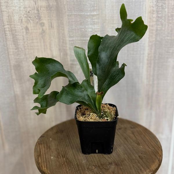 おしゃれ 観葉植物：ヒリーリムコン スポア株*ビカクシダ コウモリラン