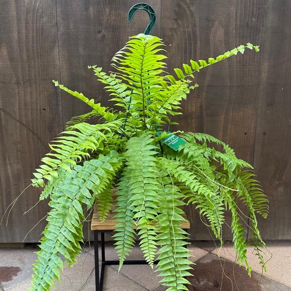 葉は鋭利で艶があり、羽片が広く大きく育つネフロレピスです。科目：ツルシダ科／別名：タマシダ／半常緑多年草／耐寒温度：0℃（環境・生育状況により変わります）撮影：10月●サイズ鉢径：約15cm　全高：約52.5cm(吊り上部〜鉢底まで)　幅：...