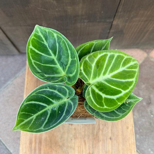 観葉植物：アンスリウム ドラヤキ*エコポット ココヤシ飾り Anthurium