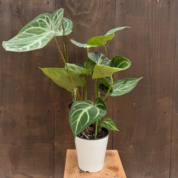 その他観葉植物 Anthurium 'Dorayaki' 観葉植物：アンスリウム ドラヤキ×マグニフィカ*5号 プラポット