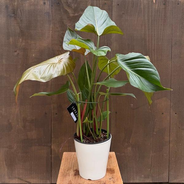 おしゃれ 観葉植物：フィロデンドロン サマーグローリー*5号