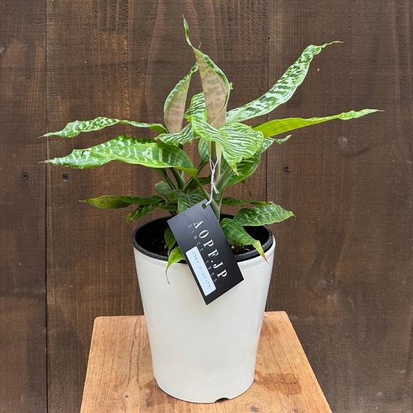 観葉植物：ドラセナ ゴールディアナ*ゴルディアーナ 5号 プラポット