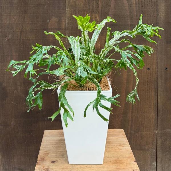 観葉植物：アスプレニウム ニダス 斑入り*4号プラポット タニワタリ