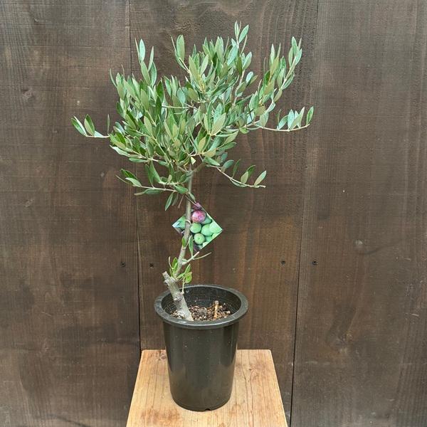 観葉植物 SOUJU（創樹）ブランド：オリーブの木*5号 ピクアル Picual