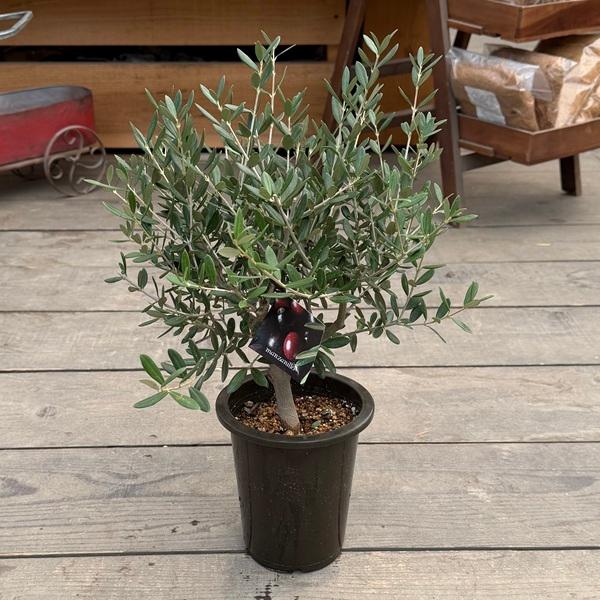 観葉植物 SOUJU（創樹）ブランド：オリーブの木 マンザニロ*5号