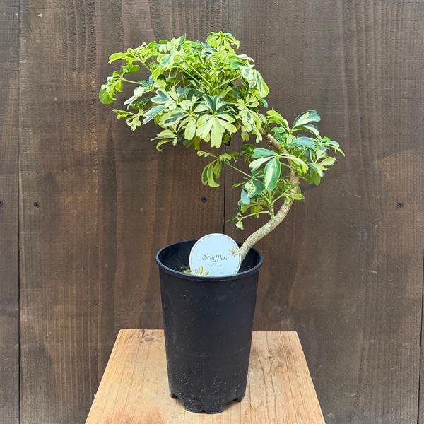 観葉植物：シェフレラ ジェニーネ*4号 プラポット 金魚葉ホンコン