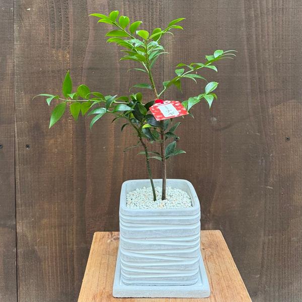 おしゃれ 観葉植物 縁結びの木：梛（ナギ）鉢植え 受皿付*なぎ ご神木