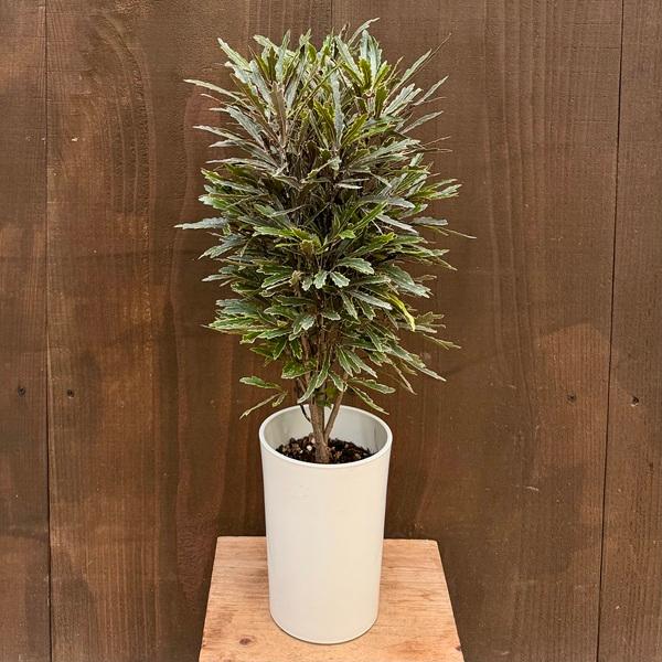 おしゃれ 観葉植物：アラレア ビアンカ*5号 プラポット : 遊恵盆栽 