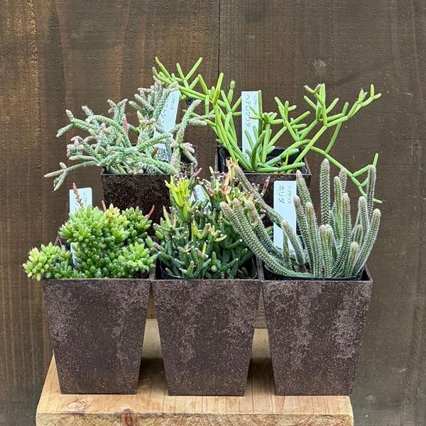 観葉植物：選べる リプサリス*エコポット メセンブリアンテモイデス