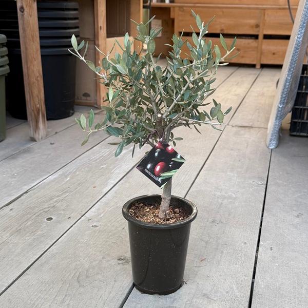 観葉植物 SOUJU（創樹）ブランド：オリーブの木 マンザニロ*4号