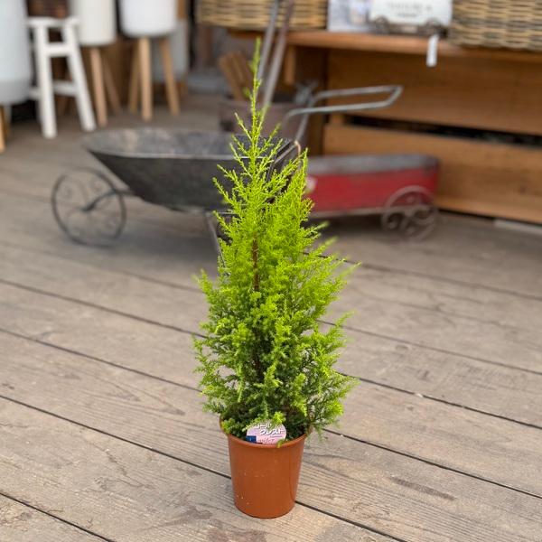 おしゃれ 観葉植物：コニファー ゴールドクレスト*4号 : 遊恵盆栽 