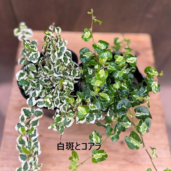 選べる 観葉植物：フィカス プミラ 2種セット*コアラ 月光の光 白斑