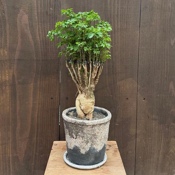 専用です。タイワンモミジ。観葉植物。鉢ごと無料で発送致します。 タイワンモミジ。観葉植物。鉢ごと発送致します。 【公式通販】