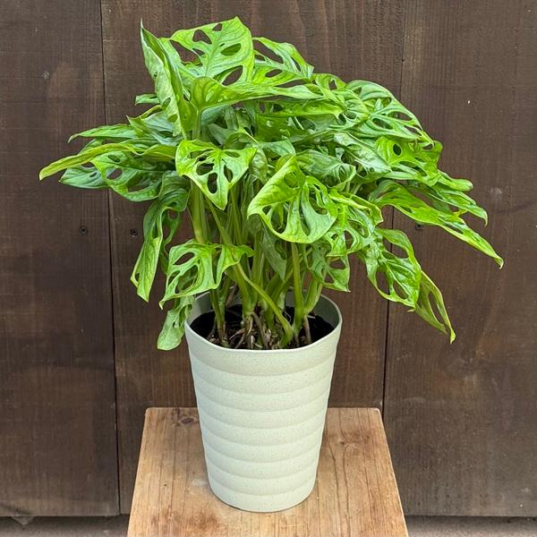 おしゃれ 観葉植物：マドカズラ*5号プラポット : 遊恵盆栽 Yahoo!店