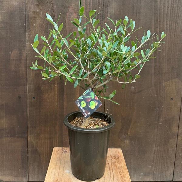 オリーブの木　ネバディロブランコ　生活雑貨 家庭用品 ガーデニング 観葉植物 SOUJU（創樹）ブランド：オリーブの木 ネバディロブランコ*5