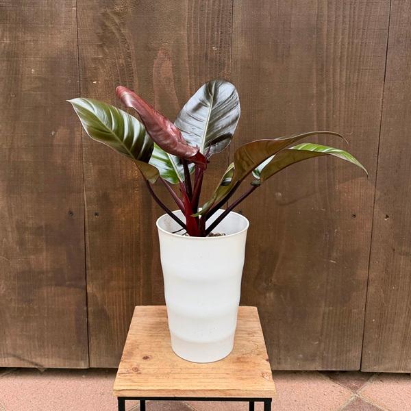 おしゃれ 観葉植物：フィロデンドロンブラックカーディナル*6号