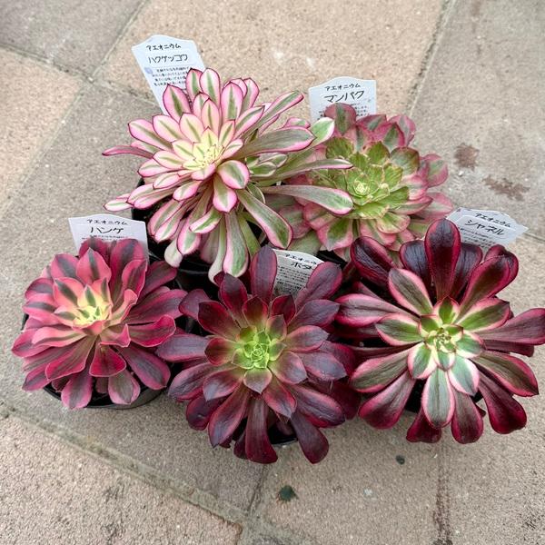 おしゃれ 観葉植物 品種選べる：アエオニウム 3号*マンパク ボダイ