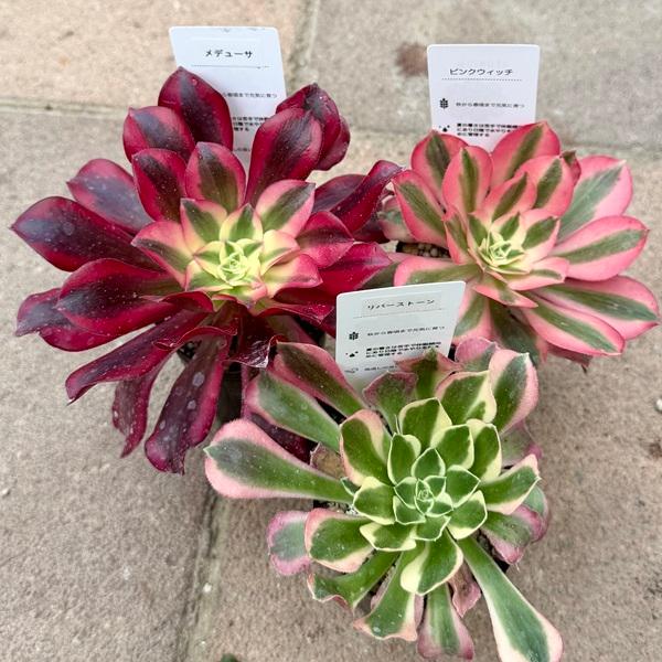 おしゃれ 観葉植物 品種選べる：アエオニウム 2.5号*メデューサ ピンク