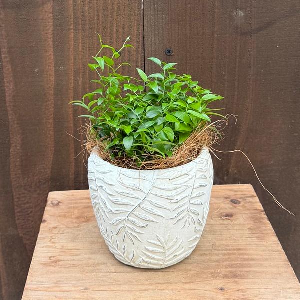 観葉植物：アスパラガス スライマックス 鉢植え*ココヤシ飾り : 遊恵