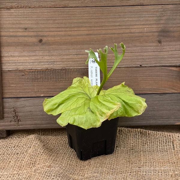 おしゃれ 観葉植物：リドレイ　スポア株*ビカクシダ コウモリラン