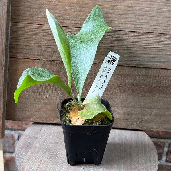 コウモリラン(ビカクシダ)中サイズ 園芸ネット本店｜ビカクシダ（コウモリラン）：ネザーランド5号鉢入り