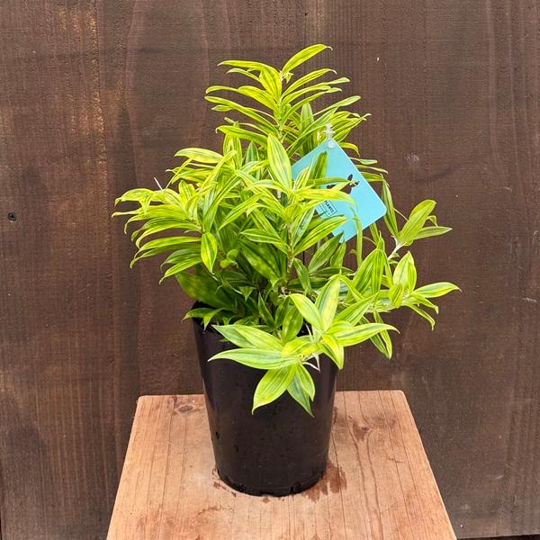 観葉植物：ドラセナ スルクロサ ファニータ*4号 プラポット : 遊恵盆栽