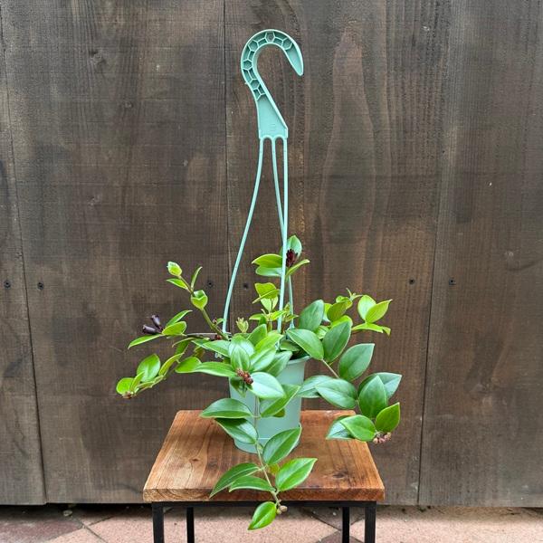 おしゃれ 観葉植物：エスキナンサス モナリザ*3.5号吊り鉢 : 遊恵盆栽