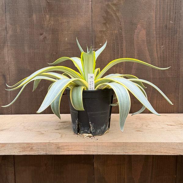 観葉植物：アガベ ディスメティアーナ ブルームーン*5号 ディスメ 