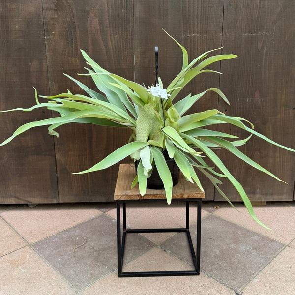 おしゃれ 観葉植物：ビカクシダ コウモリラン ビーチー*5号吊り