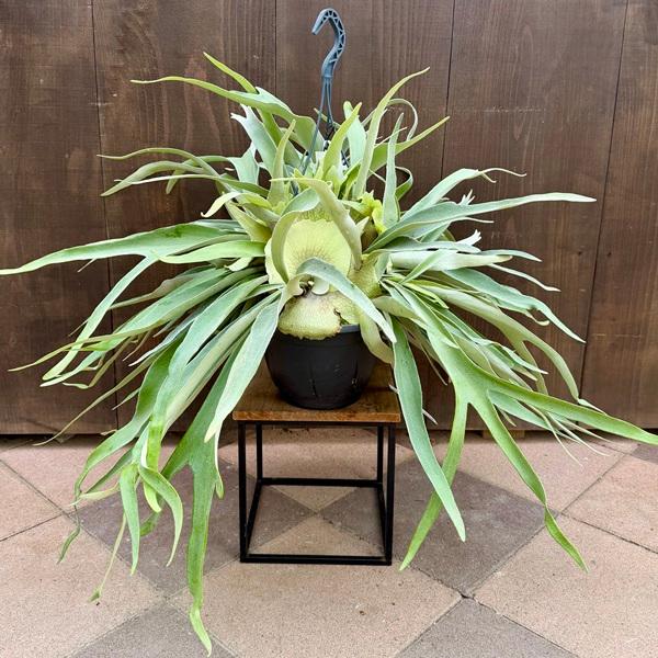 おしゃれ 観葉植物：ビカクシダ コウモリラン ビーチー*7号吊り