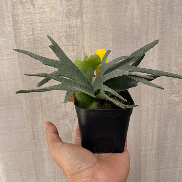 おしゃれ 観葉植物：ウィリンキー バクテリア*ビカクシダ コウモリラン