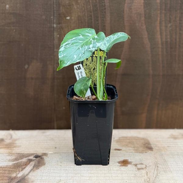 おしゃれ 観葉植物：モンステラ デリシオーサ バルバソー*デリシオサ 3
