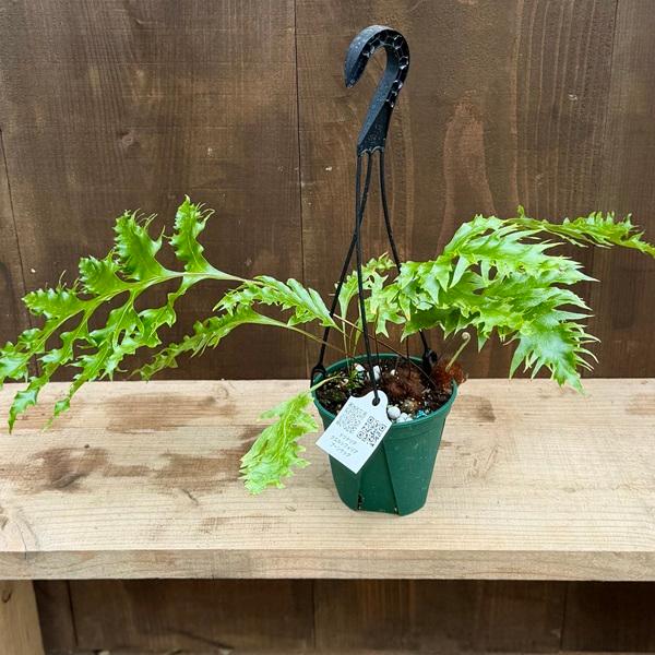 シダ植物 観葉植物：ドリナリア クエルシフォリア プーンサック*5号
