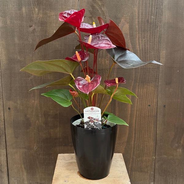 おしゃれ 観葉植物：アンスリウム デリカータ*5号 プラポット : 遊恵