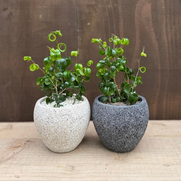 観葉植物：フィカス ベンジャミン バロック 鉢植え*受皿付