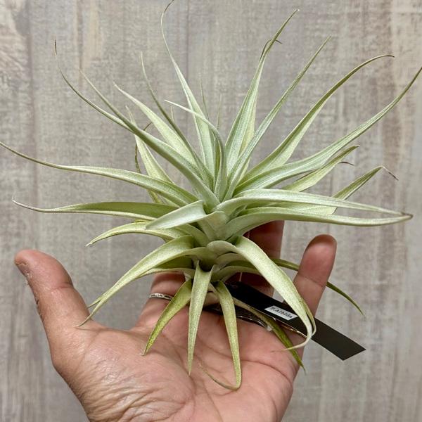 観葉植物 エアープランツ：チランジア アルビダ L*エアプランツ : 遊恵