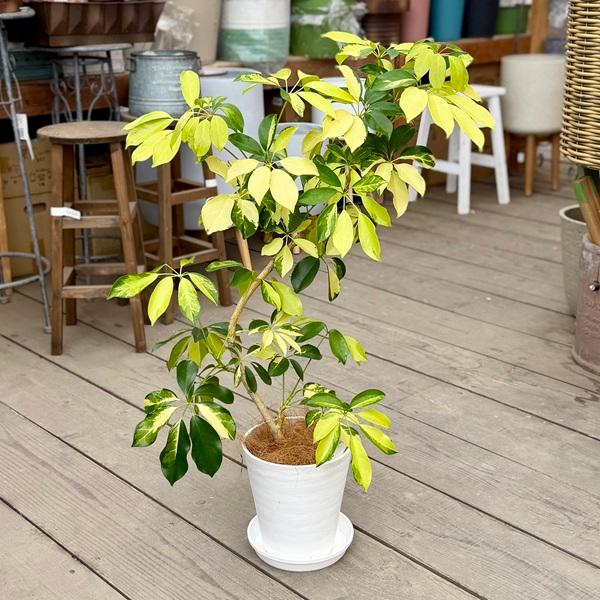 観葉植物 品種選べる：シェフレラ*6号 セラアート 受皿付 ゴールド