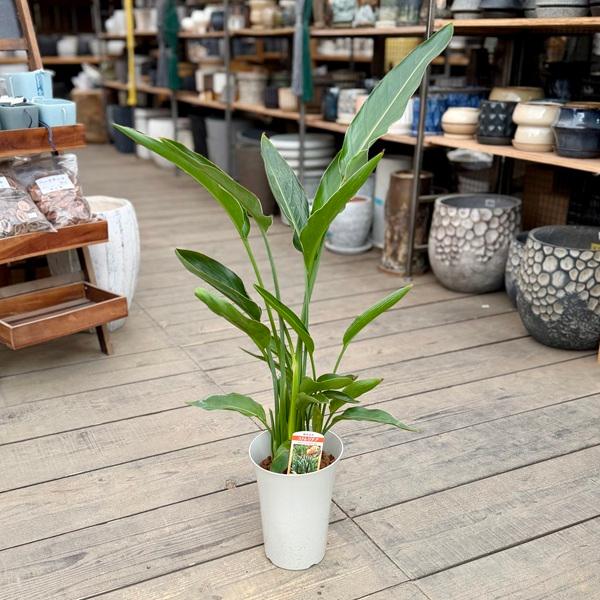 観葉植物：ストレリチア　レギネ*6号 プラポット