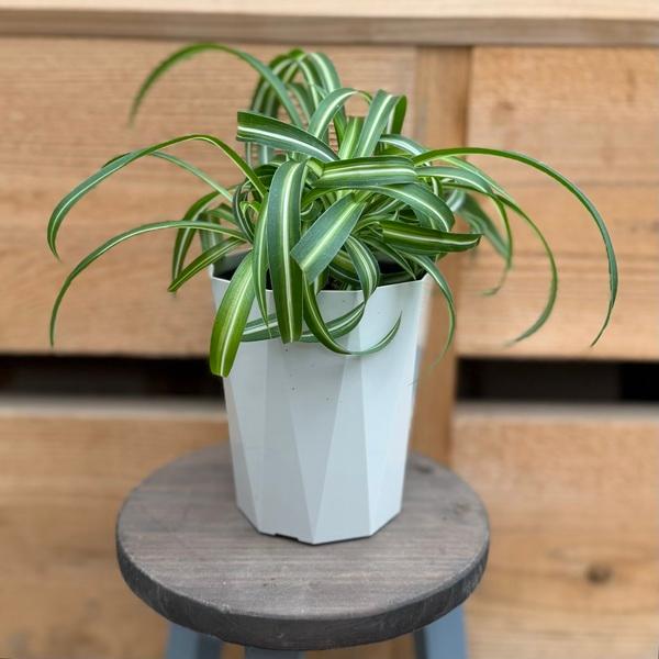 観葉植物：オリヅルラン ボニー*4号 折鶴蘭