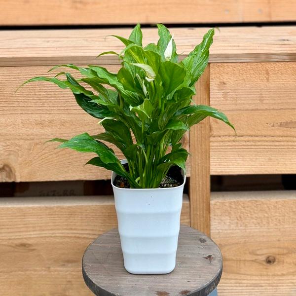 観葉植物 苗：スパティフィラム 斑入り*4号 スパッティ