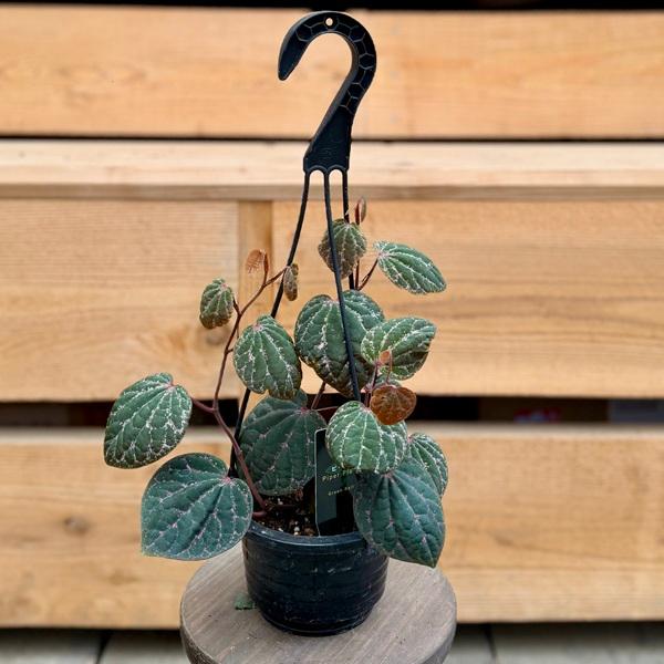 観葉植物 品種選べる：ピペル*4号 吊り鉢