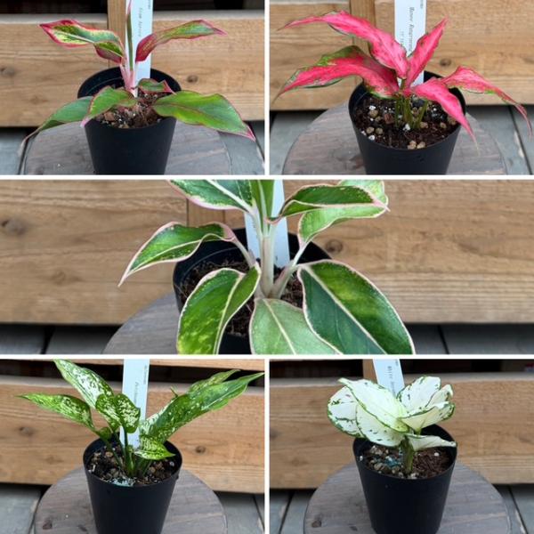 観葉植物：品種選べる アグラオネマ *3号 Aglaonema