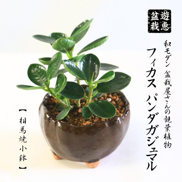 和モダン 盆栽屋さんの観葉植物：フィカス パンダガジュマル 相馬焼(そうまやき)国産鉢*