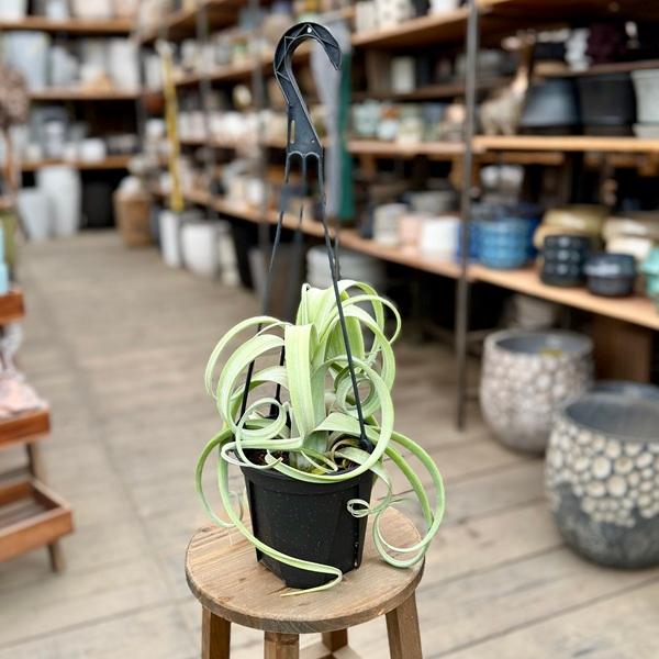 観葉植物：チランジア エアープランツ カーリースリム* 5号 吊り鉢
