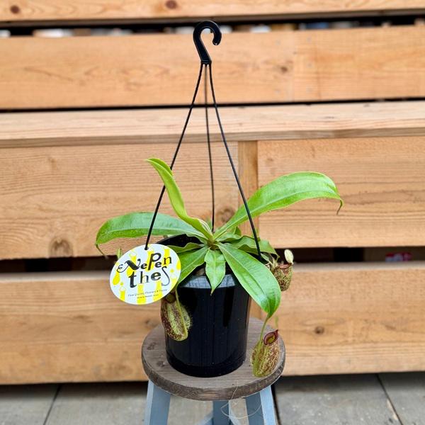 希少品種 観葉植物 食虫植物：ウツボカズラ ネペンテス フーケリー*5号