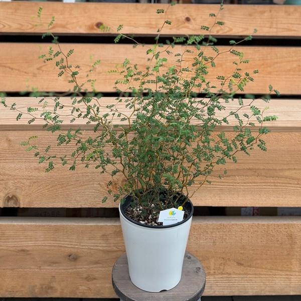 観葉植物：ソフォラ リトルベイビー*5号 ミクロフィラ メルヘンの木