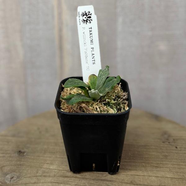 観葉植物：ビカクシダ ウィリンキー フィッシュボーン TC*willinckii 'Fish Bone' コウモリラン