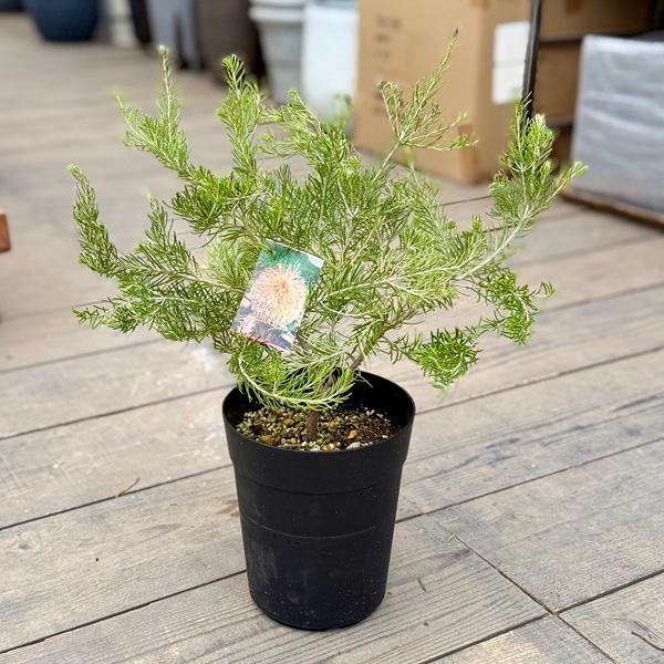 観葉植物 鉢花 苗：バンクシア テルマチア*6号 テルマティアエ 矮性 オージープランツ