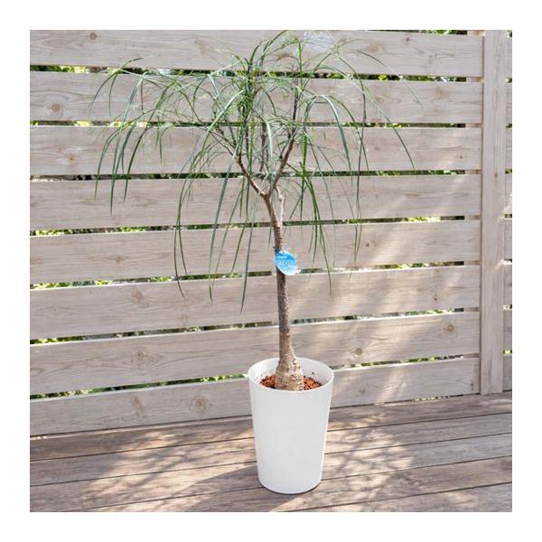 観葉植物：ブラキキトン ボトルツリー ルペストリス*7号