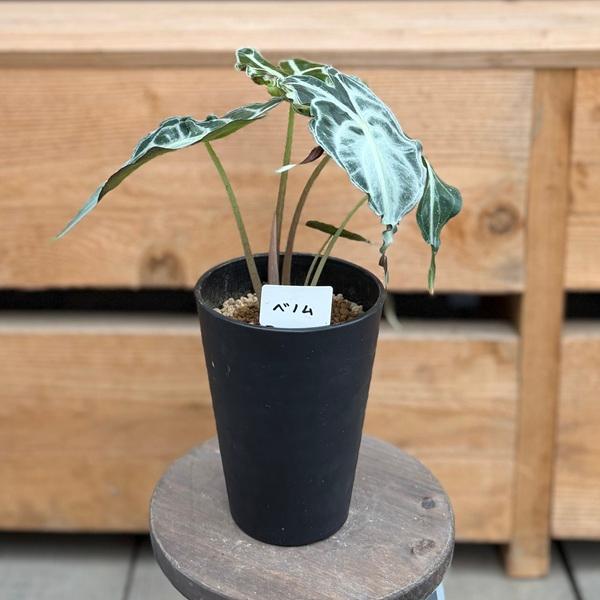 観葉植物：アロカシア ヴェノム*ベノム 黒セラアート鉢植え